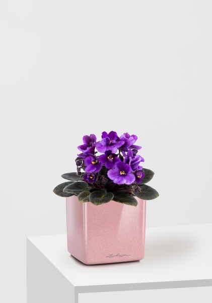 Фиалка микс 12/25 см в CUBE GLOSSY KISS 14 Фиалка микс 12/25 см в CUBE GLOSSY KISS 14