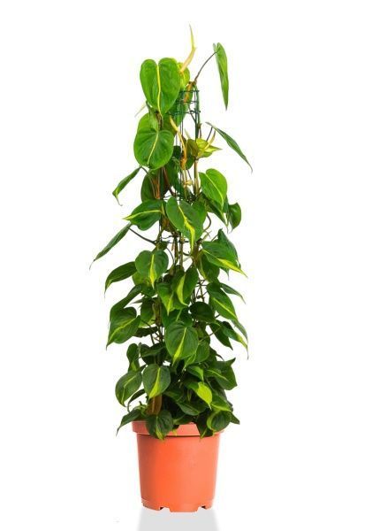 Филодендрон Сканденс Бразил на опоре 24/120 см