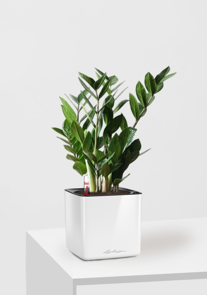 Замиокулькас 12/45 см в CUBE GLOSSY 14