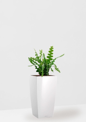 Эпифиллум Угловатый 17/35 см в CUBICO 22 Эпифиллум Угловатый 17/35 см в CUBICO 22