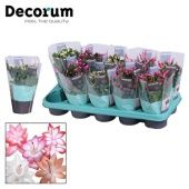 Шлюмбергера (декабрист) Микс (decorum) d10.5 см h20 см тип 2