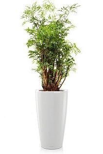 Полисциас RONDO 32/130 см, белый блестящий Полисциас RONDO 32/130 см, белый блестящий