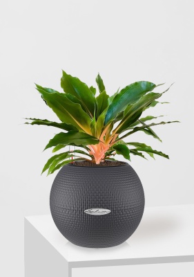 Хлорофитум Грин Оранж PURO 20/35 см Серый