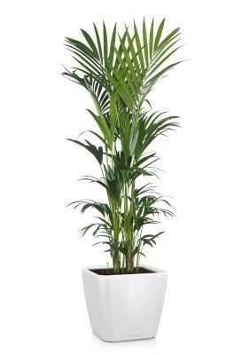 Ховея Кентия 31/220 см в QUADRO LS 43, белый блестящий