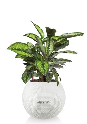 Калатея Принцепс в PURO 20, белый