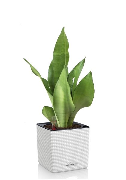 Сансевиерия Муншайн в CUBE COLOR 14