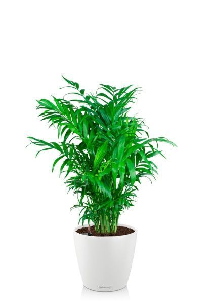 Хамедорея 23/90 в CLASSICO COLOR 28