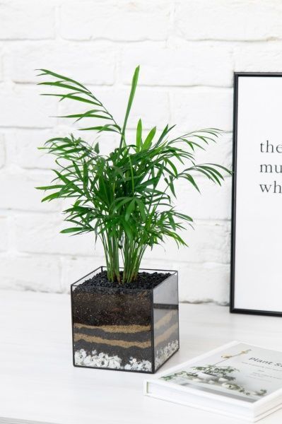 Флорариум с Хамедореей 40 см в кубе