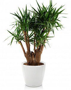 Юкка разветвленная в Classico 50