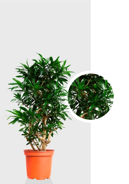 Драцена Песнь Ямайке 32/130 см