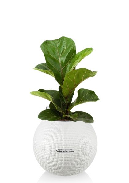 Фикус Лирата Бамбино 12/30 см в PURO 20