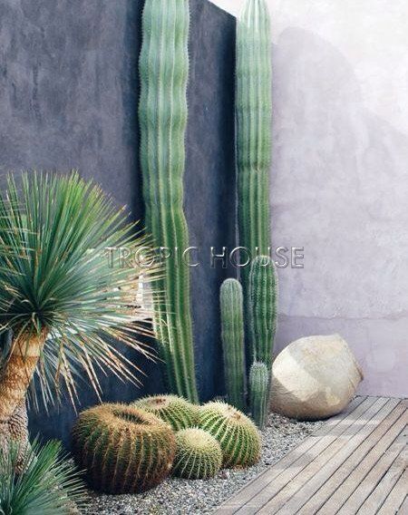 Юкка Рострата 50/130 см