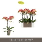 Фаленопсис Optistar 2st Spears d12 см h60 см Фаленопсис Optistar 2st Spears d12 см h60 см