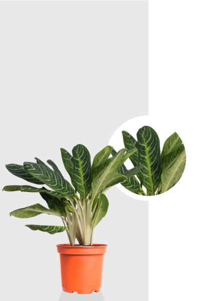 Аглаонема Кей Лайм 24/70 см