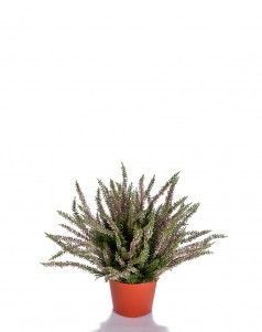 Эрика (вереск) большой куст нежно-розовый