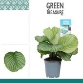 Калатея Орбифолия d12 см h35 см