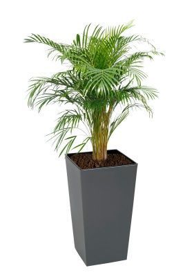 Хризалидокарпус Арека 27/180 см в Finezja 40x40, серый бетон Хризалидокарпус Арека 27/180 см в Finezja 40x40, серый бетон