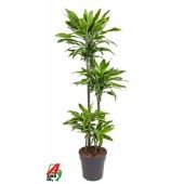 Драцена Голден Кост 4 ствола d27 см h170 см