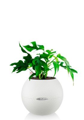 Монстера Рафидофора Минима 12/20 см в PURO 20, белый