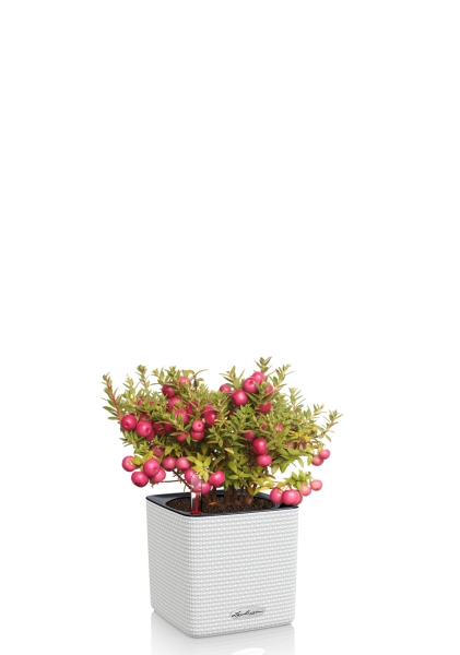 Гаультерия 14/30 см в CUBE Color 16