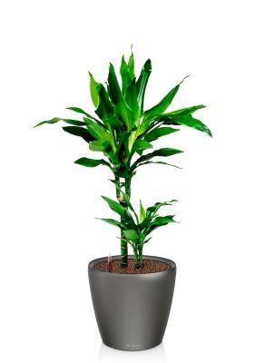 Драцена Джанет Линд 2 ствола 17/70 см в CLASSICO LS 21, антрацитовый металлик