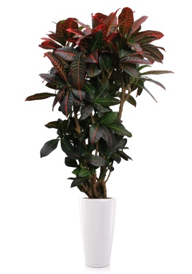 Кротон (Кодиеум) Петра 31/ 130 см см в RONDO 40