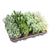 Крассула денежное дерево микс d8.5 см h12.5 см тип 2