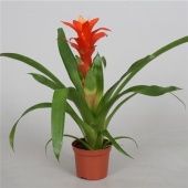 Гузмания Джаз d9 см h40 см Гузмания Джаз d9 см h40 см