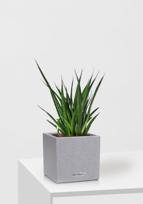 Сансевиерия Кирки 12/37 см в CANTO STONE 14, серый камень