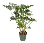 Филодендрон Xantal d30 см h130 см Филодендрон Xantal d30 см h130 см