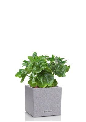 Филодендрон Атом в CANTO STONE 14, серый камень