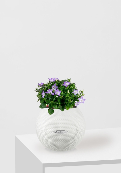 Кампанула Амбелла 12/25 см в PURO 20