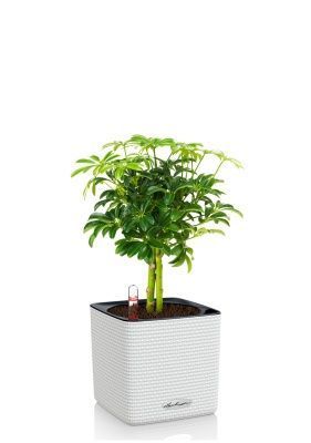 Шеффлера компакта на штамбе 12_40 см в CUBE COLOR 14 Шеффлера компакта на штамбе 12_40 см в CUBE COLOR 14