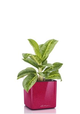 Аглаонема Лемон Минт в CUBE GLOSSY KISS 14, вишнево-розовый