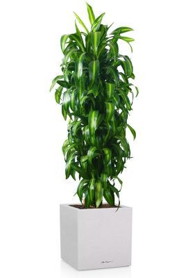 Драцена Гавайская 27/190 см в CANTO STONE LOW 40, песочный белый