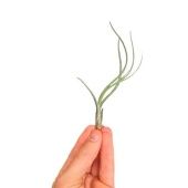 Тилландсия Butzii Bonsai (baby) d3 см h10 см