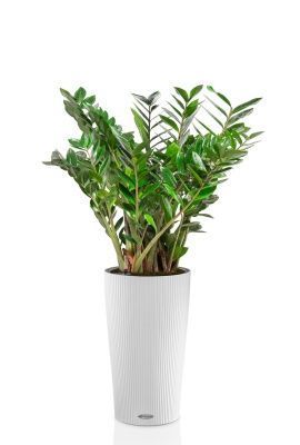 Замиокулькас 27/100 в CILINDRO 32, белый Замиокулькас 27/100 в CILINDRO 32, белый