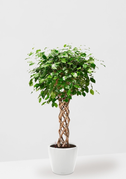 Фикус Бенджамина Экзотика цилиндр 24/100 см в CLASSICO LS 28 Фикус Бенджамина Экзотика цилиндр 24/100 см в CLASSICO LS 28