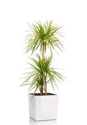 Драцена Маргината Санрей 3 ствола 27/150 см в CUBE 30, белый блестящий