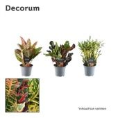 Кротон Кодиеум микс d12 см h30 см