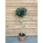 Олива европейская d38 см h180 см