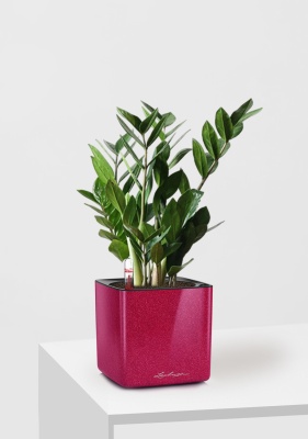 Замиокулькас в CUBE Glossy Kiss 14, вишнево-розовый блестящий