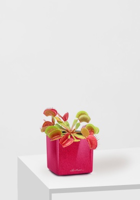 Венерина мухоловка 10 см в CUBE GLOSSY KISS 14