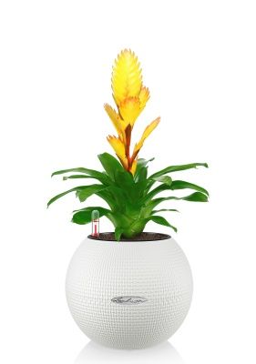 Вриезия желтая в PURO 20,белый Вриезия желтая в PURO 20,белый