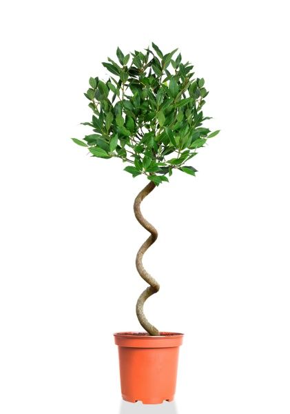 Лавр на стволе спираль 25/140 см Лавр на стволе спираль 25/140 см