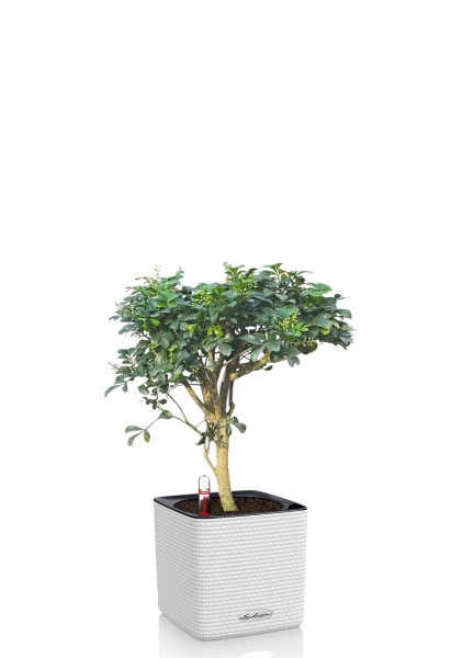 Аглайя 14 см в CUBE COLOR 16 Аглайя 14 см в CUBE COLOR 16