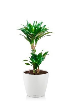 Драцена Компакта 2 ствола 19/80 см в CLASSICO COLOR 21, белый Драцена Компакта 2 ствола 19/80 см в CLASSICO COLOR 21, белый