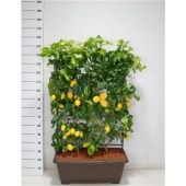 Цитрус Лимониум d52 см h160 см Цитрус Лимониум d52 см h160 см