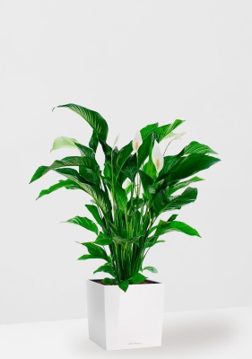 Спатифиллум Свит 24/110 см в CUBE 30, белый блестящий Спатифиллум Свит 24/110 см в CUBE 30, белый блестящий