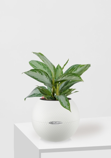 Аглаонема Сильвер Бей 12/35 см в PURO 20